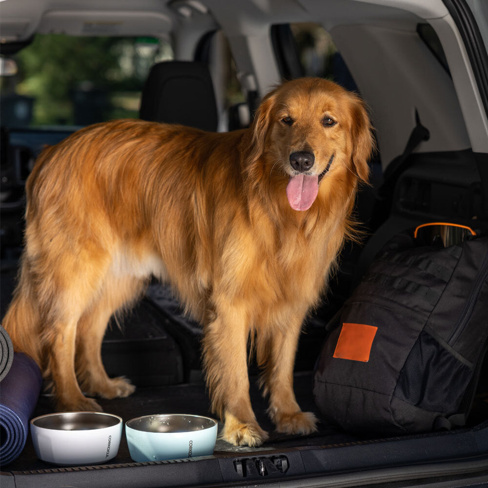Dog Bowl - Simple Travel Fit